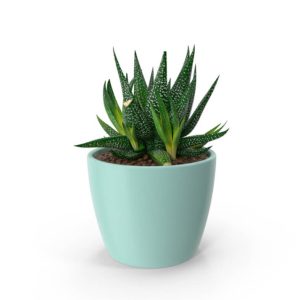 Cacti Caca